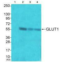 Western blot analysis of extracts from  JK cells (Lane 2), COS7 cells (Lane 3) and HuvEc cells (Lane 4), using GLUT1 antiobdy. The lane on the left is treated with systhesized peptide.Rabbit anti-Human SLC2A1 Polyclonal Antibody