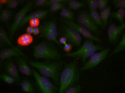 Immunofluorescence staining of methanol-fixed Hela cells using c-Jun(Phospho-Thr239) Antibody.