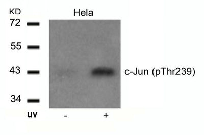 Western blot analysis of extracts from Hela cells untreated or treated with UV using c-Jun(Phospho-Thr239) Antibody.