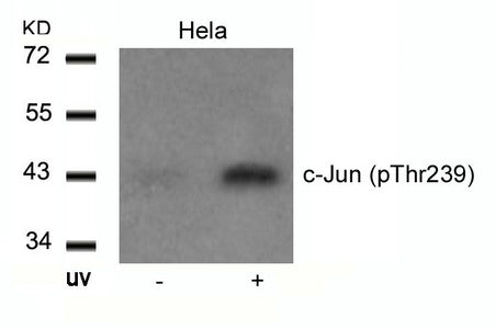 Western blot analysis of extracts from Hela cells untreated or treated with UV using c-Jun(Phospho-Thr239) Antibody.