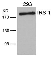 Western blot analysis of extracts from 293 cells using IRS-1(Ab-636) Antibody.