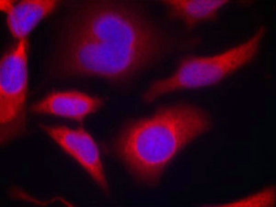 Immunofluorescence staining of methanol-fixed Hela cells using AMPKa1(Phospho-Ser487)Antibody.Rabbit anti-Human PRKAA1/PRKAA2 Polyclonal Antibody