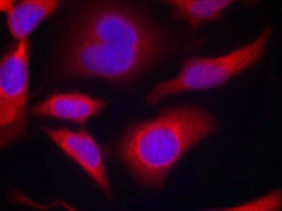 Immunofluorescence staining of methanol-fixed Hela cells using AMPKa1(Phospho-Ser487)Antibody.Rabbit anti-Human PRKAA1/PRKAA2 Polyclonal Antibody