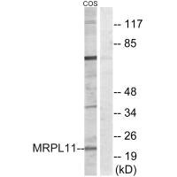 Western blot analysis of extracts from COS cells, using MRPL11 antibody.