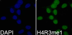 Immunofluorescence analysis of 293T cell using H4R3me1 antibody. Blue: DAPI for nuclear  staining.Rabbit anti-Human HIST3H3 Polyclonal Antibody