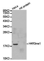 Western blot analysis of extracts of HeLa cell line and H4 protein expressed in E.coli., using H4R3me1 antibody.Rabbit anti-Human HIST3H3 Polyclonal Antibody