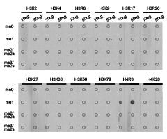 Dot-blot analysis of all sorts of methylation peptidesusing H4R3me1 antibody.Rabbit anti-Human HIST3H3 Polyclonal Antibody