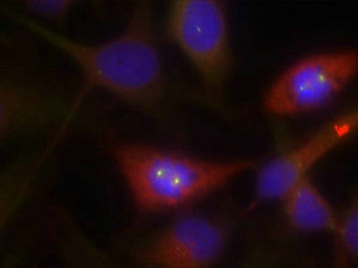 Immunofluorescence staining of methanol-fixed Hela cells using b-Catenin(Ab-33) Antibody.Rabbit anti-Human CTNNB1 Polyclonal Antibody