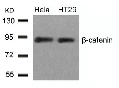 Western blot analysis of extracts from Hela and HT29 cells using b-Catenin(Ab-33) Antibody.Rabbit anti-Human CTNNB1 Polyclonal Antibody