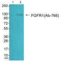 Western blot analysis of extracts from HepG2 cells (Lane 2), using FGFR1 (Ab-766) antiobdy. The lane on the left is treated with synthesized peptide.Rabbit anti-Human FGFR1 Polyclonal Antibody