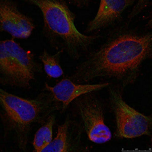 Immunofluorescence staining of methanol-fixed Hela cells using NFkB-p100(Ab-872) Antibody.Rabbit anti-Human NFKB2 Polyclonal Antibody