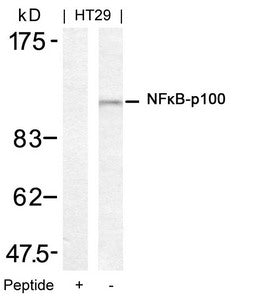 Western blot analysis of extracts from HT29 cells using NFkB-p100(Ab-872) Antibody and the same antibody preincubated with blocking peptide.Rabbit anti-Human NFKB2 Polyclonal Antibody