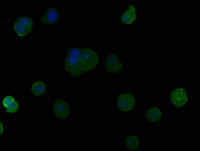 Immunofluorescence staining of MCF-7 cells with PSG9 Antibody at 1:50, counter-stained with DAPI. The cells were fixed in 4% formaldehyde, permeabilized using 0.2% Triton X-100 and blocked in 10% normal Goat Serum. The cells were then incubated with the antibody overnight at 4°C. The secondary antibody was Alexa Fluor 488-congugated AffiniPure Goat Anti-Rabbit IgG(H+L).Rabbit anti-Human PSG9 Polyclonal Antibody