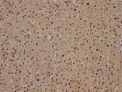 IHC image of RHBDD3 Antibody diluted at 1:100 and staining in paraffin-embedded human adrenal gland tissue performed on a Leica BondTM system. After dewaxing and hydration, antigen retrieval was mediated by high pressure in a citrate buffer (pH 6.0). Section was blocked with 10% normal goat serum 30min at RT. Then primary antibody (1% BSA) was incubated at 4°C overnight. The primary is detected by a biotinylated secondary antibody and visualized using an HRP conjugated SP system.Rabbit anti-Human RHBDD3 Polyclonal Antibody