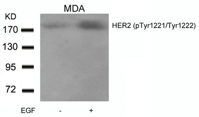 Western blot analysis of extracts from MDA cells untreated or treated with EGF using HER2(Phospho-Tyr1221/Tyr1222) Antibody.Rabbit anti-Human ERBB2 Polyclonal Antibody