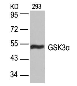 Western blot analysis of extracts from 293 cells using GSK3a(Ab-21) Antibody.Rabbit anti-Human GSK3A Polyclonal Antibody