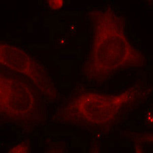 Immunofluorescence staining of methanol-fixed Hela cells using NFkB-p105(Phospho-Ser927) Antibody.Rabbit anti-Human NFKB1 Polyclonal Antibody