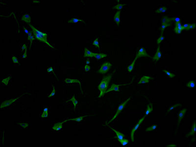 Immunofluorescence staining of U87 cells with PCDHB7 Antibody at 1:500, counter-stained with DAPI. The cells were fixed in 4% formaldehyde and blocked in 10% normal Goat Serum. The cells were then incubated with the antibody overnight at 4°C. The secondary antibody was Alexa Fluor 488-congugated AffiniPure Goat Anti-Rabbit IgG(H+L).Rabbit anti-Human PCDHB7 Polyclonal Antibody