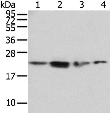 Gel: 12%SDS-PAGE, Lysate: 40 μg, Lane 1-4: Hela, K562, 293T and hepg2 cell, Primary antibody: RAB2A Antibody(RAB2A Antibody) at dilution 1/450 dilution, Secondary antibody: Goat anti rabbit IgG at 1/8000 dilution, Exposure time: 2 minutesRabbit anti-Human RAB2A Polyclonal Antibody