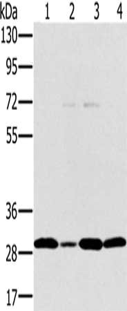 Gel: 8%SDS-PAGE, Lysate: 40 μg, Lane 1-4: Jurkat cells, hela cells, 293T cells, human thyroid cancer tissue, Primary antibody: PEF1 Antibody(PEF1 Antibody) at dilution 1/200, Secondary antibody: Goat anti rabbit IgG at 1/8000 dilution, Exposure time: 20 secondsRabbit anti-Human PEF1 Polyclonal Antibody