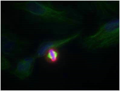 Immunofluorescence staining of methanol-fixed Hela cells using Histone H3.1 (Phospho-Ser10) Antibody.Rabbit anti-Human HIST1H3A Polyclonal Antibody