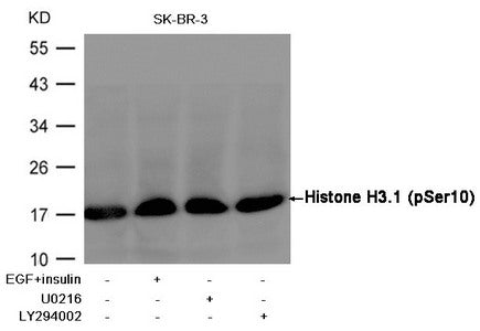 Western blot analysis of extracts from SK-BR-3 cells, treated with insulin and EGF, and pretreated with U0126 and  LY294002 cells using Histone H3.1 (Phospho-Ser10) Antibody.Rabbit anti-Human HIST1H3A Polyclonal Antibody