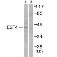 Western blot analysis of extracts from COS7 cells, using E2F4 antibody.Rabbit anti-Human E2F4 Polyclonal Antibody