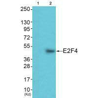 Western blot analysis of extracts from JK cells (Lane 2), using E2F4 antiobdy. The lane on the left is treated with synthesized peptide.Rabbit anti-Human E2F4 Polyclonal Antibody