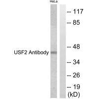 Western blot analysis of extracts from HeLa cells, using USF2 antibody.Rabbit anti-Human USF2 Polyclonal Antibody