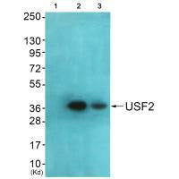 Western blot analysis of extracts from HeLa cells and HepG2 cells using USF2 antibody. The lane on the left is treated with synthesized peptide.Rabbit anti-Human USF2 Polyclonal Antibody