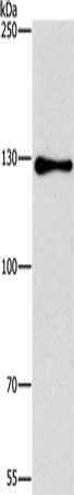 Gel: 6%SDS-PAGE, Lysate: 40 μg, Lane: HepG2 cells, Primary antibody: GTF2I Antibody(GTF2I Antibody) at dilution 1/350, Secondary antibody: Goat anti rabbit IgG at 1/8000 dilution, Exposure time: 3 minutesRabbit anti-Human GTF2I Polyclonal Antibody