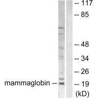 Western blot analysis of extracts from HepG2 cells, using Mammaglobin antibody.Rabbit anti-Human SCGB2A2 Polyclonal Antibody