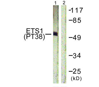 Western blot analysis of extracts from HepG2 cells using ETS1 (Phospho-Thr38) Antibody.The lane on the right is treated with the antigen-specific peptide.Rabbit anti-Mus musculus (Mouse) Ets1 Polyclonal Antibody