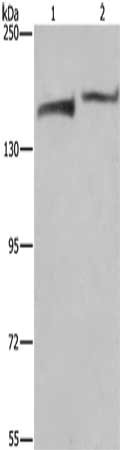 Gel: 6%SDS-PAGE, Lysate: 40 μg, Lane 1-2: Hela cells, MCF7 cells, Primary antibody: KDM5B Antibody(KDM5B Antibody) at dilution 1/200, Secondary antibody: Goat anti rabbit IgG at 1/8000 dilution, Exposure time: 10 minutes