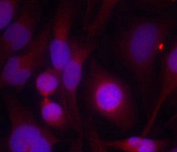 Immunofluorescence staining of methanol-fixed Hela cells using HDAC2(Ab-394) Antibody.Rabbit anti-Human HDAC2 Polyclonal Antibody