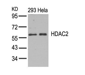 Western blot analysis of extracts from 293 and Hela cells using HDAC2(Ab-394) Antibody.Rabbit anti-Human HDAC2 Polyclonal Antibody