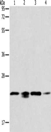 Gel: 12%SDS-PAGE, Lysate: 40 μg, Lane 1-4: 293T cells, hela cells, PC3 cells, NIH/3T3 cells, Primary antibody: PRDX2 Antibody(PRDX2 Antibody) at dilution 1/750, Secondary antibody: Goat anti rabbit IgG at 1/8000 dilution, Exposure time: 10 secondsRabbit anti-Human PRDX2 Polyclonal Antibody
