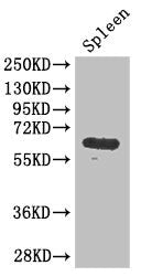 Western Blot | Positive WB detected in: Mouse spleen tissue | All lanes: GK antibody at 3μg/ml | Secondary | Goat polyclonal to rabbit IgG at 1/50000 dilution | Predicted band size: 62, 58, 61, 59 kDa | Observed band size: 62 kDaRabbit anti-Human GK Polyclonal Antibody