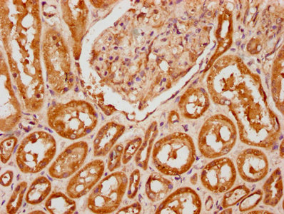 IHC image of PIRT Antibody diluted at 1:200 and staining in paraffin-embedded human kidney tissue performed on a Leica BondTM system. After dewaxing and hydration, antigen retrieval was mediated by high pressure in a citrate buffer (pH 6.0). Section was blocked with 10% normal goat serum 30min at RT. Then primary antibody (1% BSA) was incubated at 4°C overnight. The primary is detected by a biotinylated secondary antibody and visualized using an HRP conjugated SP system.Rabbit anti-Human PIRT Polyclonal Antibody