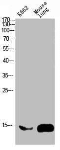 Western blot analysis of mouse-brain mouse-spinal-cord lysate, antibody was diluted at 2000. Secondary antibody  was diluted at 1:20000Rabbit anti-Human FABP2 Polyclonal Antibody
