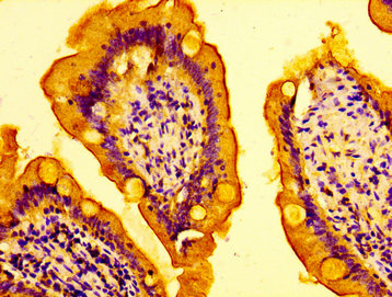 IHC image of AMFR Antibody diluted at 1:100 and staining in paraffin-embedded human small intestine tissue performed on a Leica BondTM system. After dewaxing and hydration, antigen retrieval was mediated by high pressure in a citrate buffer (pH 6.0). Section was blocked with 10% normal goat serum 30min at RT. Then primary antibody (1% BSA) was incubated at 4°C overnight. The primary is detected by a biotinylated secondary antibody and visualized using an HRP conjugated SP system.Rabbit anti-Human AMFR Polyclonal Antibody
