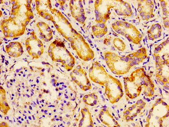 Immunohistochemistry of paraffin-embedded human kidney tissue using BCAM Antibody at dilution of 1:100