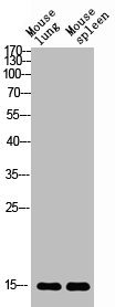 Western blot analysis of mouse-lung mouse-spleen lysis using BATF3 antibody. Antibody was diluted at 1:2000. Secondary antibody  was diluted at 1:20000