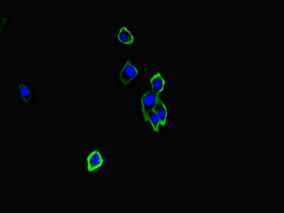 Immunofluorescent analysis of HepG2 cells using the antibody at dilution of 1:100 and Alexa Fluor 488-congugated AffiniPure Goat Anti-Rabbit IgG(H+L)Rabbit anti-Human NRXN1 Polyclonal Antibody
