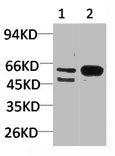 Western blot analysis of 1) Mouse Brain Tissue, 2)Rat Brain Tissue with GABA A Receptor α3 Rabbit pAb diluted at 1:2,000.Rabbit anti-Human GABRA3 Polyclonal Antibody