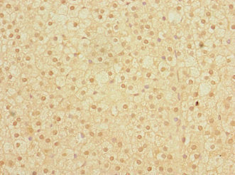 Immunohistochemistry of paraffin-embedded human adrenal gland tissue using ERVFRD-1 Antibody at dilution of 1:100Rabbit anti-Human ERVFRD-1 Polyclonal Antibody