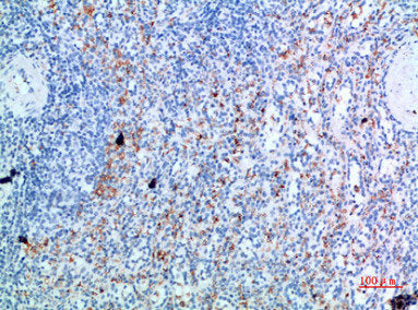 Immunohistochemical analysis of paraffin-embedded human-spleen, antibody was diluted at 1:200Rabbit anti-Human GYPC Polyclonal Antibody