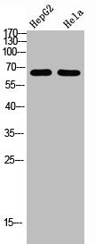 Western Blot analysis of HEPG2 Hela cells using NOP56 Polyclonal Antibody diluted at 1:1000. Secondary antibody  was diluted at 1:20000Rabbit anti-Human NOP56 Polyclonal Antibody