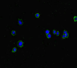 Immunofluorescent analysis of HepG2 cells using ISPD Antibody at dilution of 1:100 and Alexa Fluor 488-congugated AffiniPure Goat Anti-Rabbit IgG(H+L)
