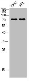 Western blot analysis of K562 3T3 lysate, antibody was diluted at 500. Secondary antibody  was diluted at 1:20000Rabbit anti-Human ENG Polyclonal Antibody